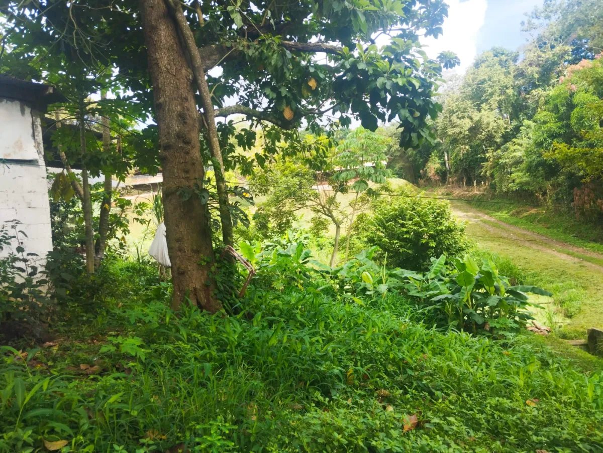 Business For Sale in Capira, Villa Carmen