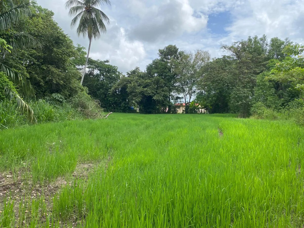 Park-Like Acreage with Endless Potential