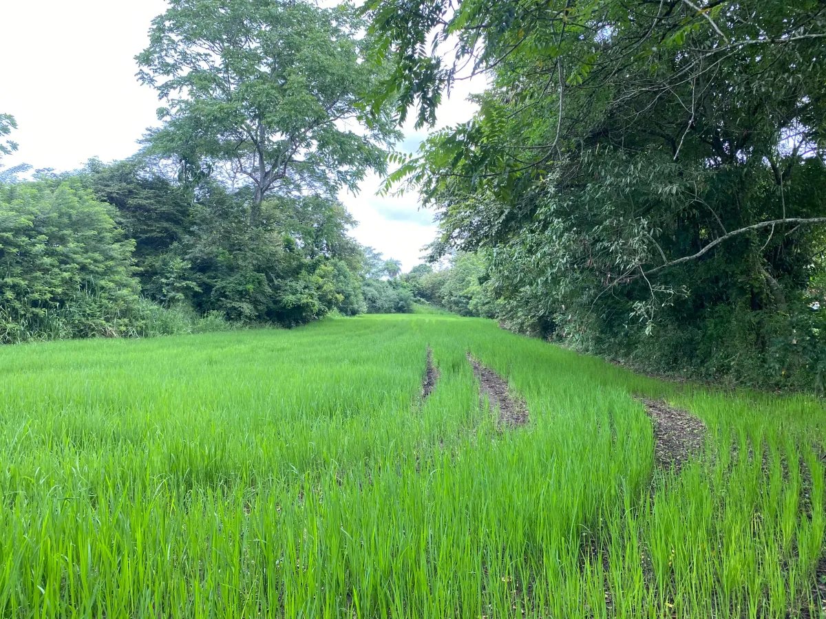 Park-Like Acreage with Endless Potential