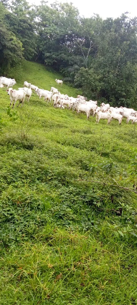 Unimproved Land For Sale in VERAGUAS