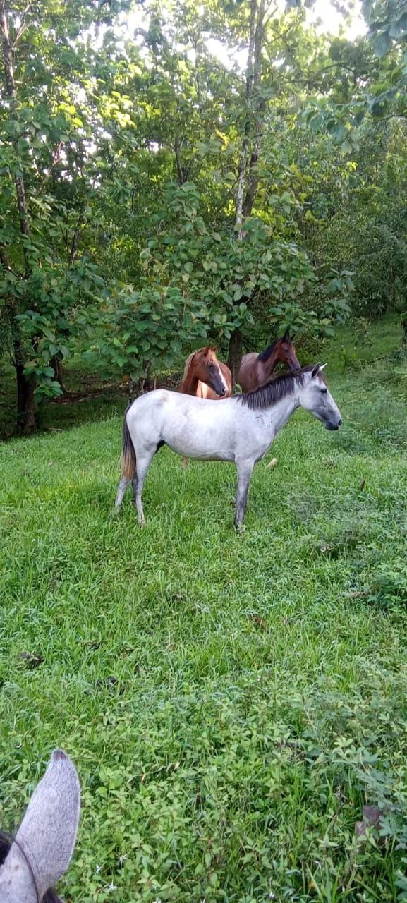 Unimproved Land For Sale in VERAGUAS