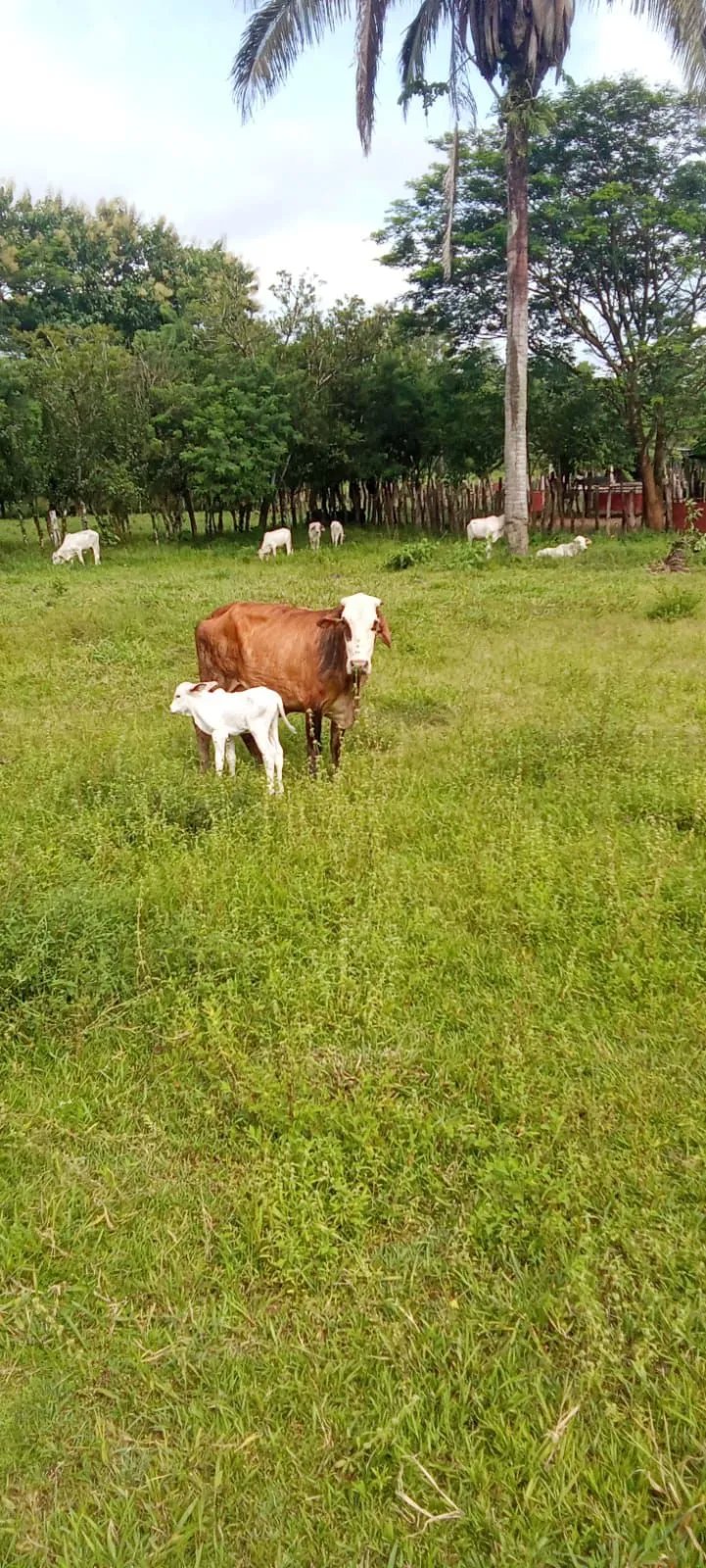Unimproved Land For Sale in VERAGUAS