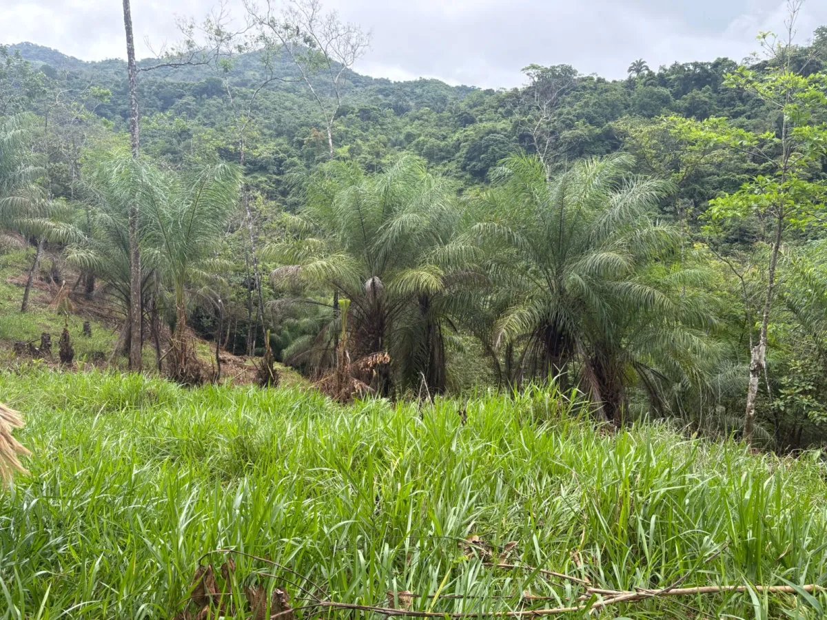 Unimproved Land For Sale in VERAGUAS