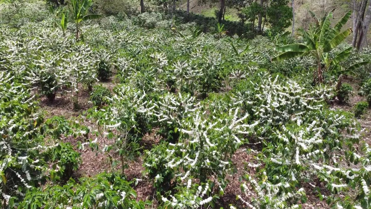 Finca de café en venta en Renacimiento