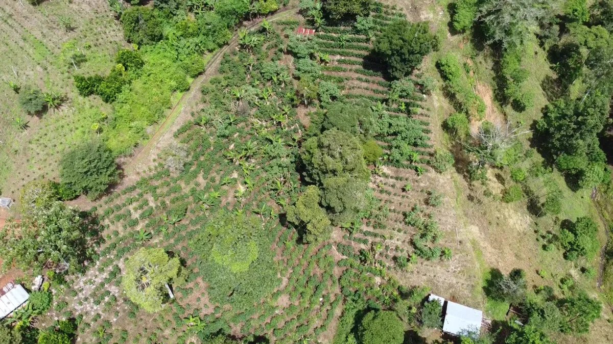 Finca de café en venta en Renacimiento