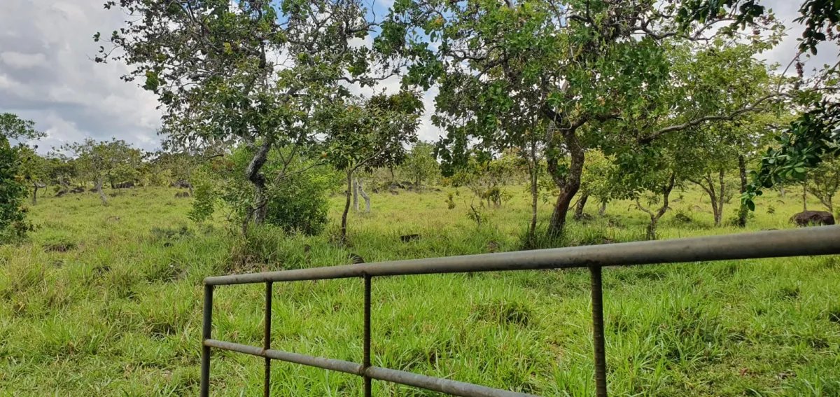 Venta de finca de 31 hectáreas en Rovira