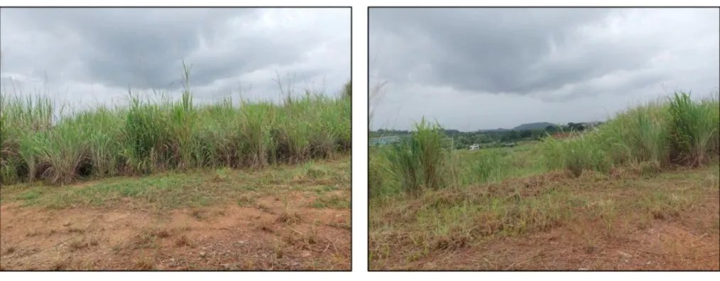 Venta de Terreno en Green Valley  Corregimiento de Pedregal