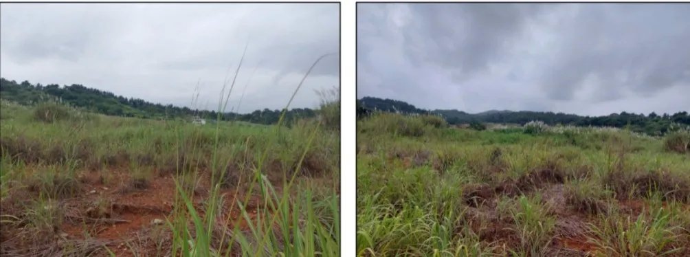 Agriculture For Sale in Pedregal