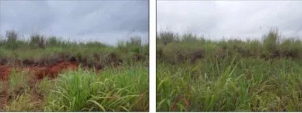 Agriculture For Sale in Pedregal