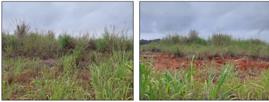 Agriculture For Sale in Pedregal