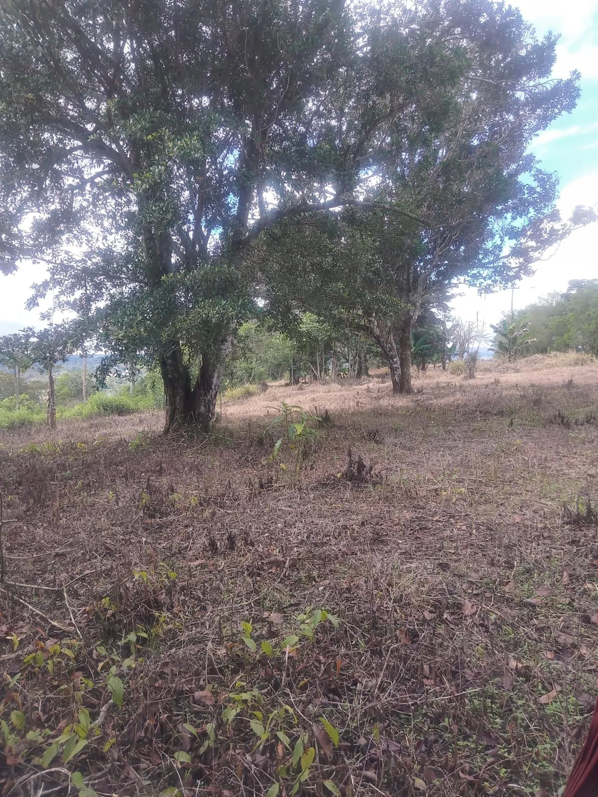 Venta de finca de cafe y platano en Rio Sereno