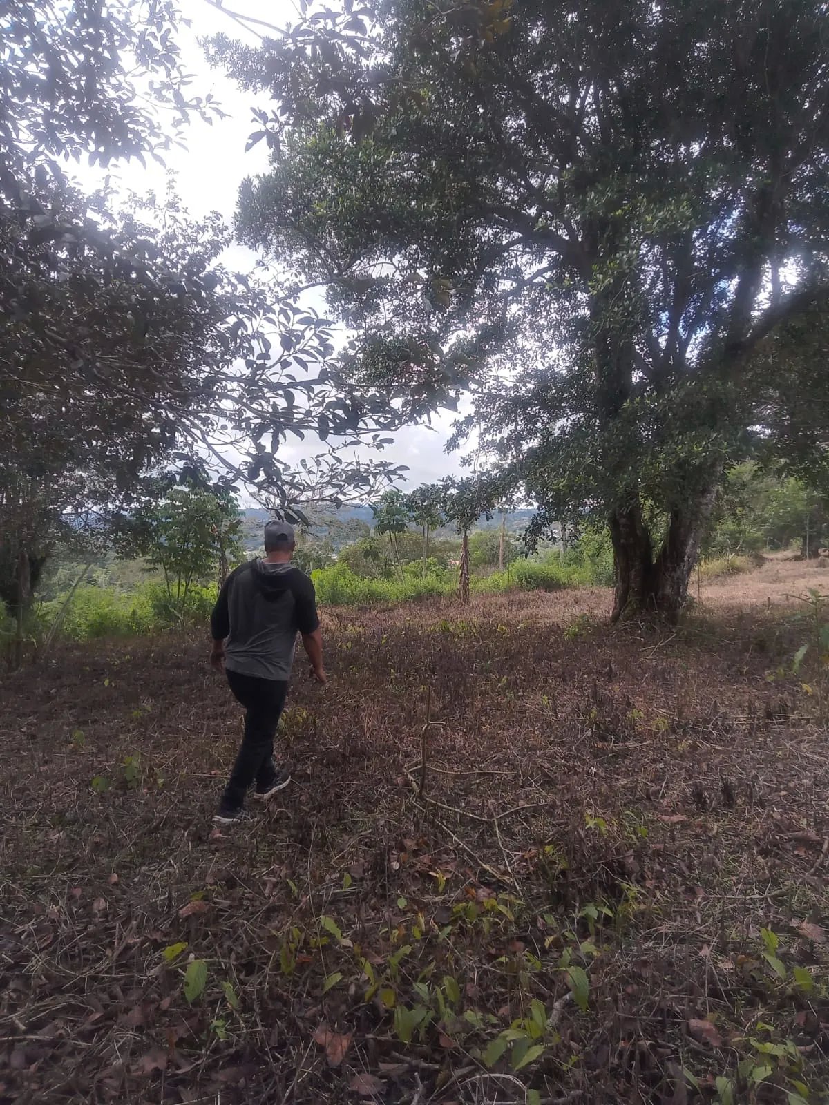 Venta de finca de cafe y platano en Rio Sereno