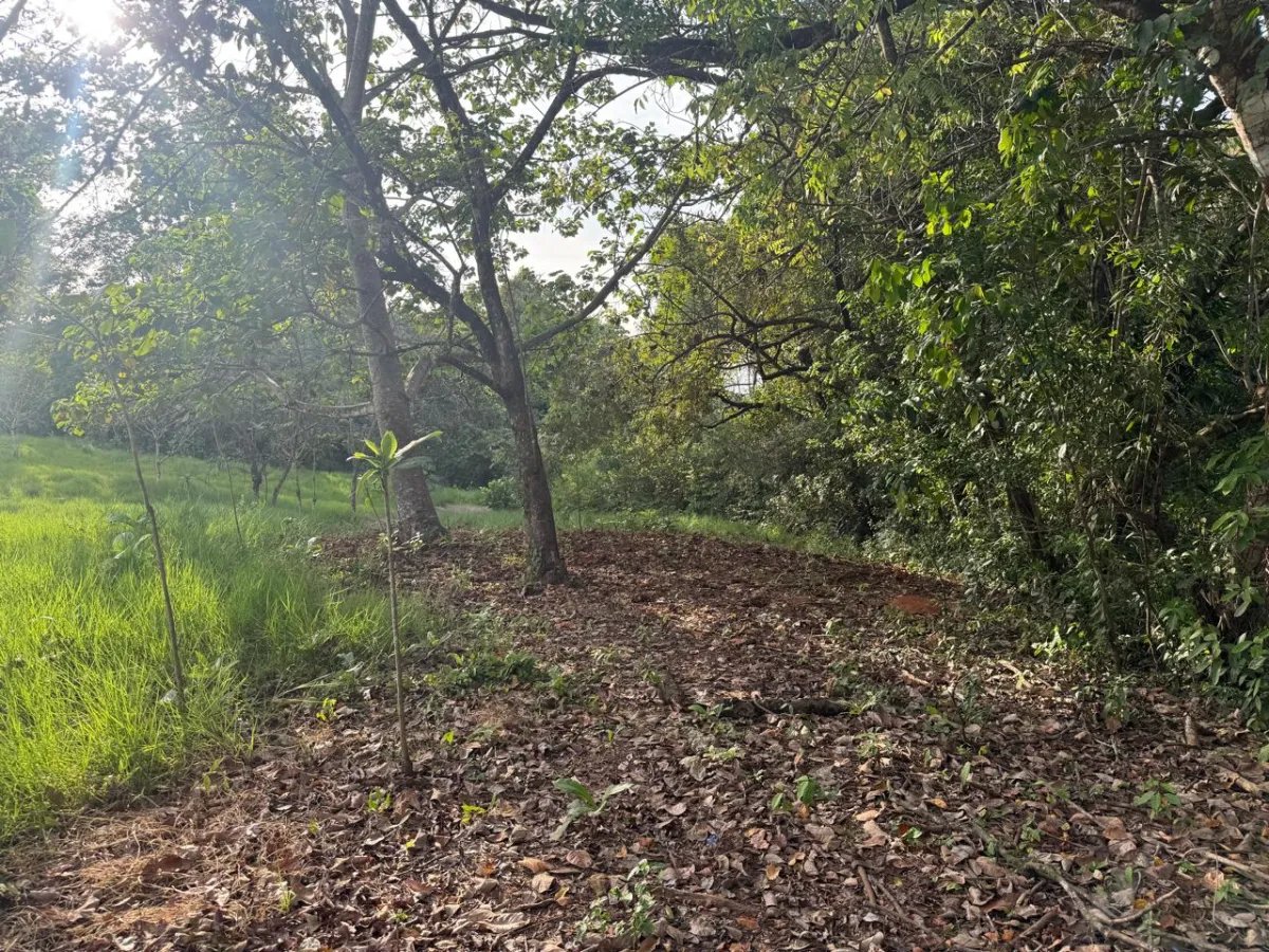 For Sale: Titled Land in Hicaco, 300 Meter from The Beach.