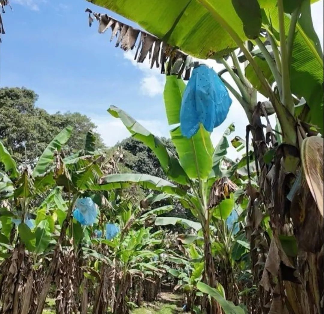 Venta de finca de agroturismo en Renacimiento