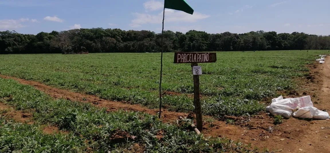 For Sale: Productive Farm in Los Hatillos, San Francisco.