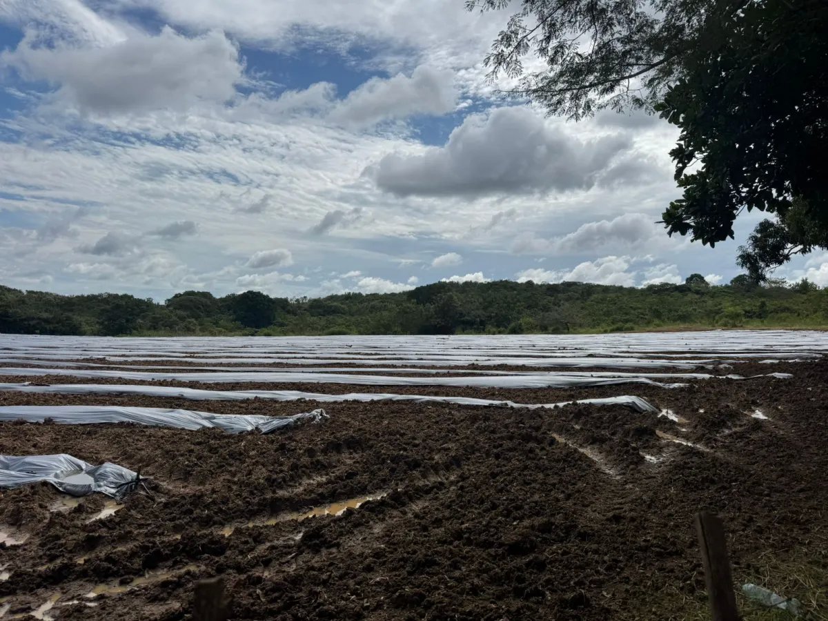 For Sale: Productive Farm in Los Hatillos, San Francisco.