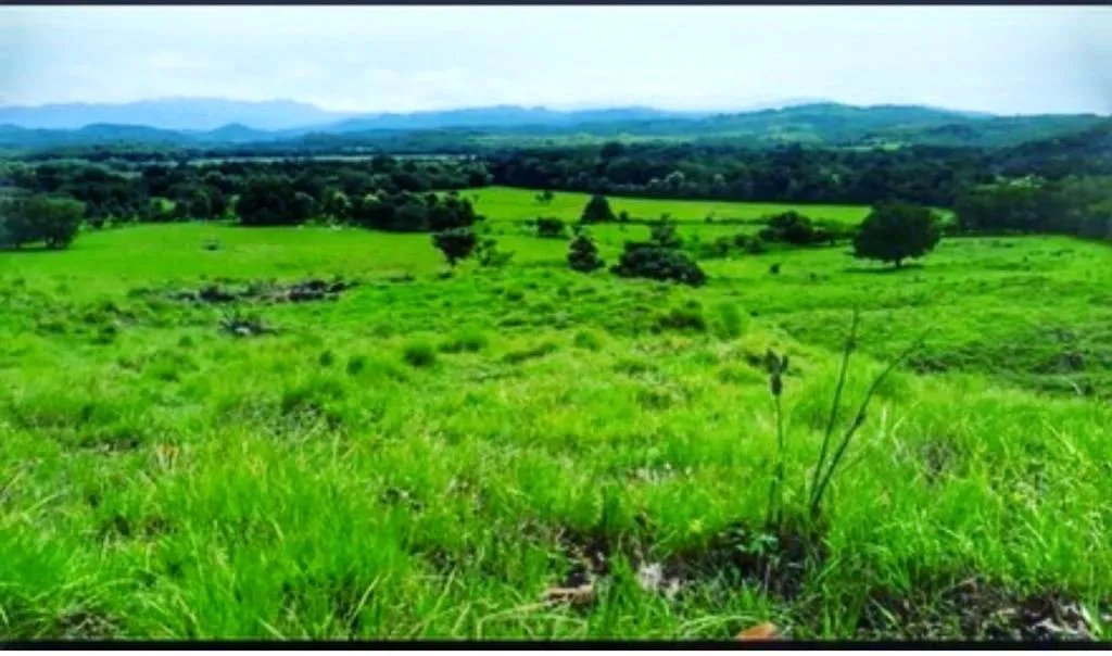 For Sale: Productive Farm in Los Hatillos, San Francisco.
