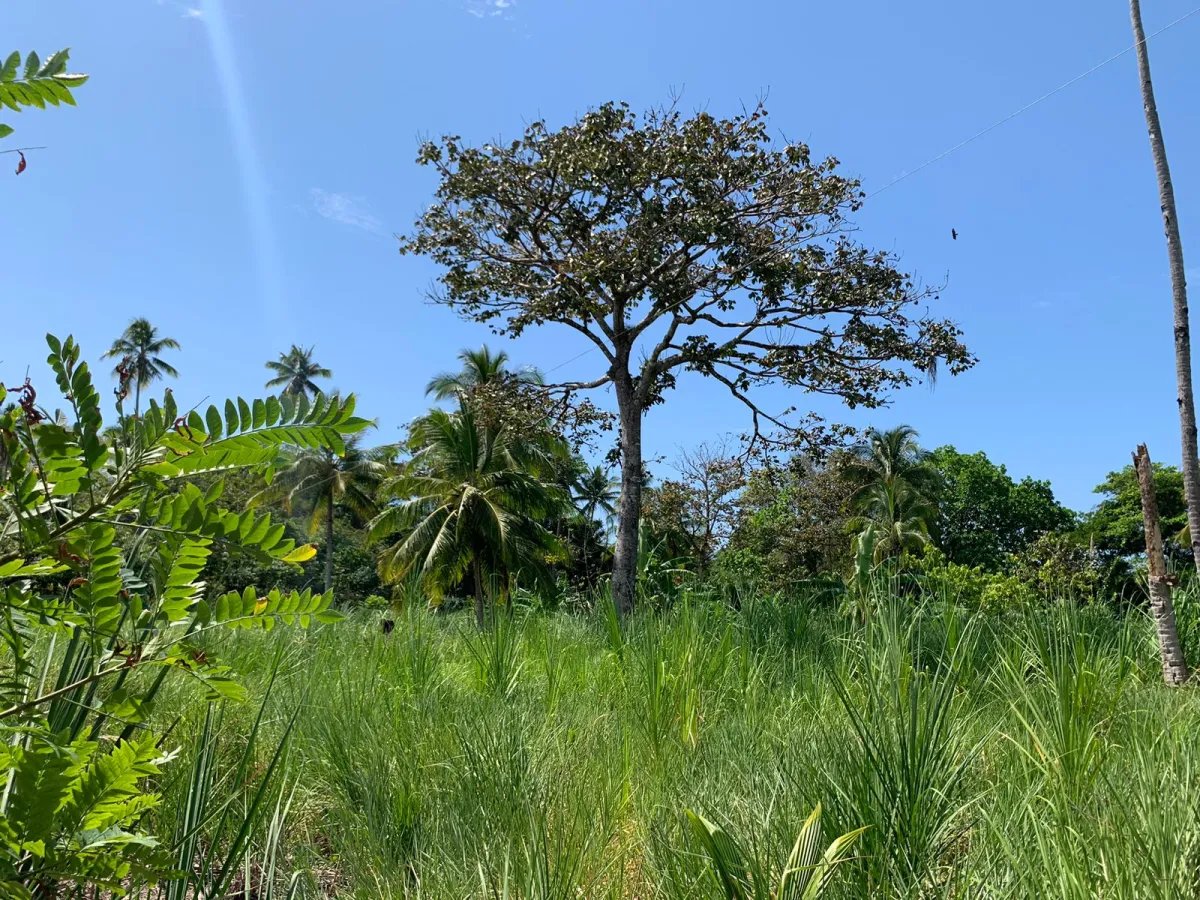 For Sale: Property at Hicaco Beach Right on the Beach.
