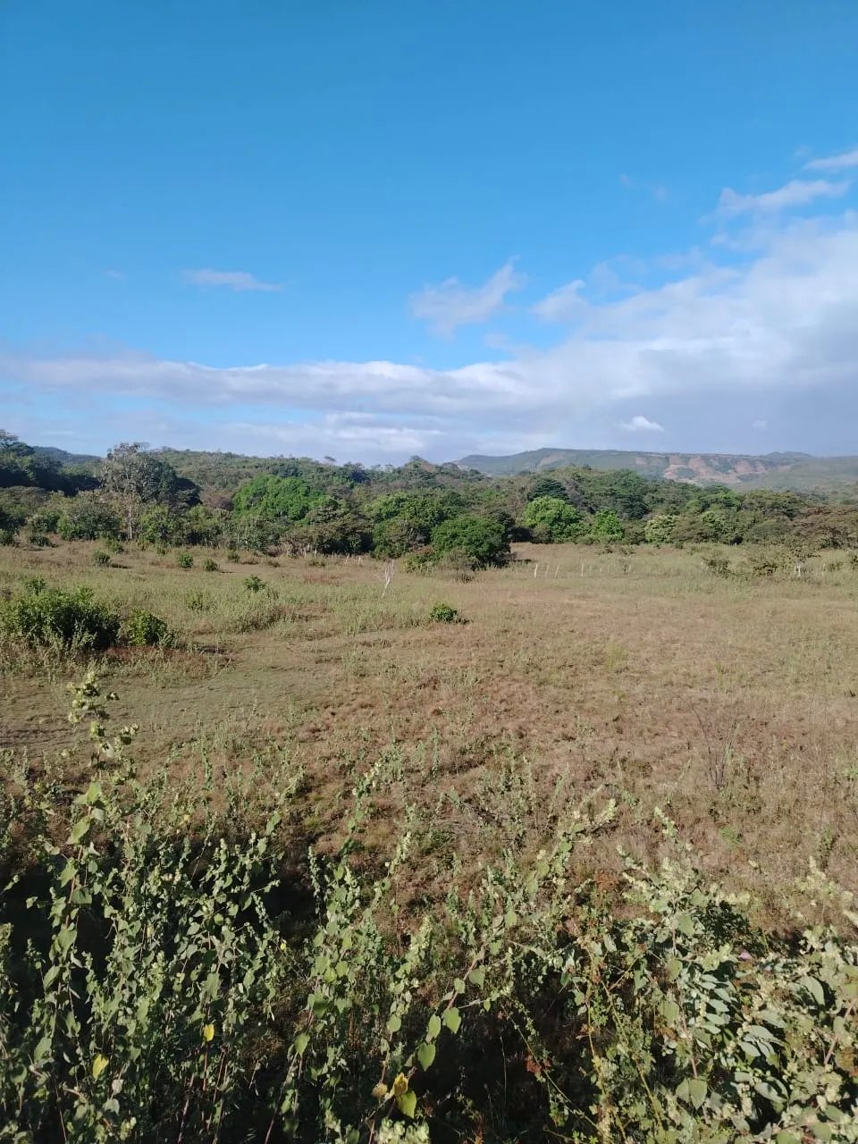 En venta: 48 hectáreas con título en San Francisco, Veraguas.