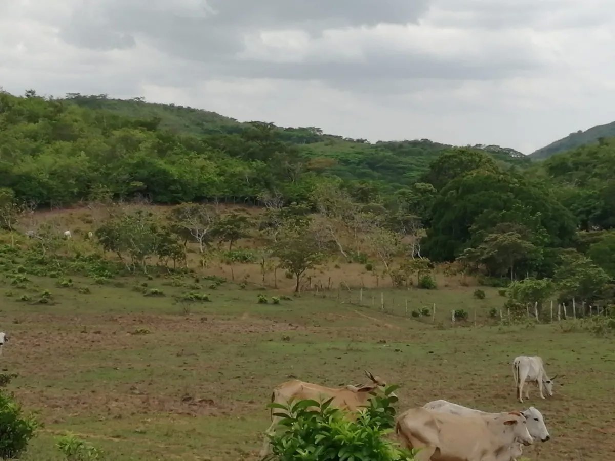 En venta: 48 hectáreas con título en San Francisco, Veraguas.