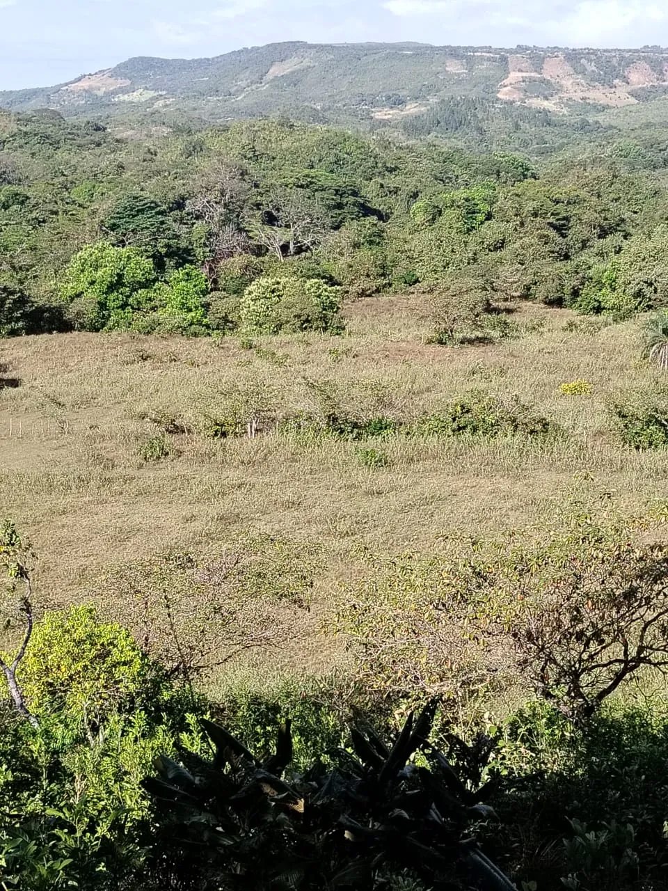 En venta: 48 hectáreas con título en San Francisco, Veraguas.