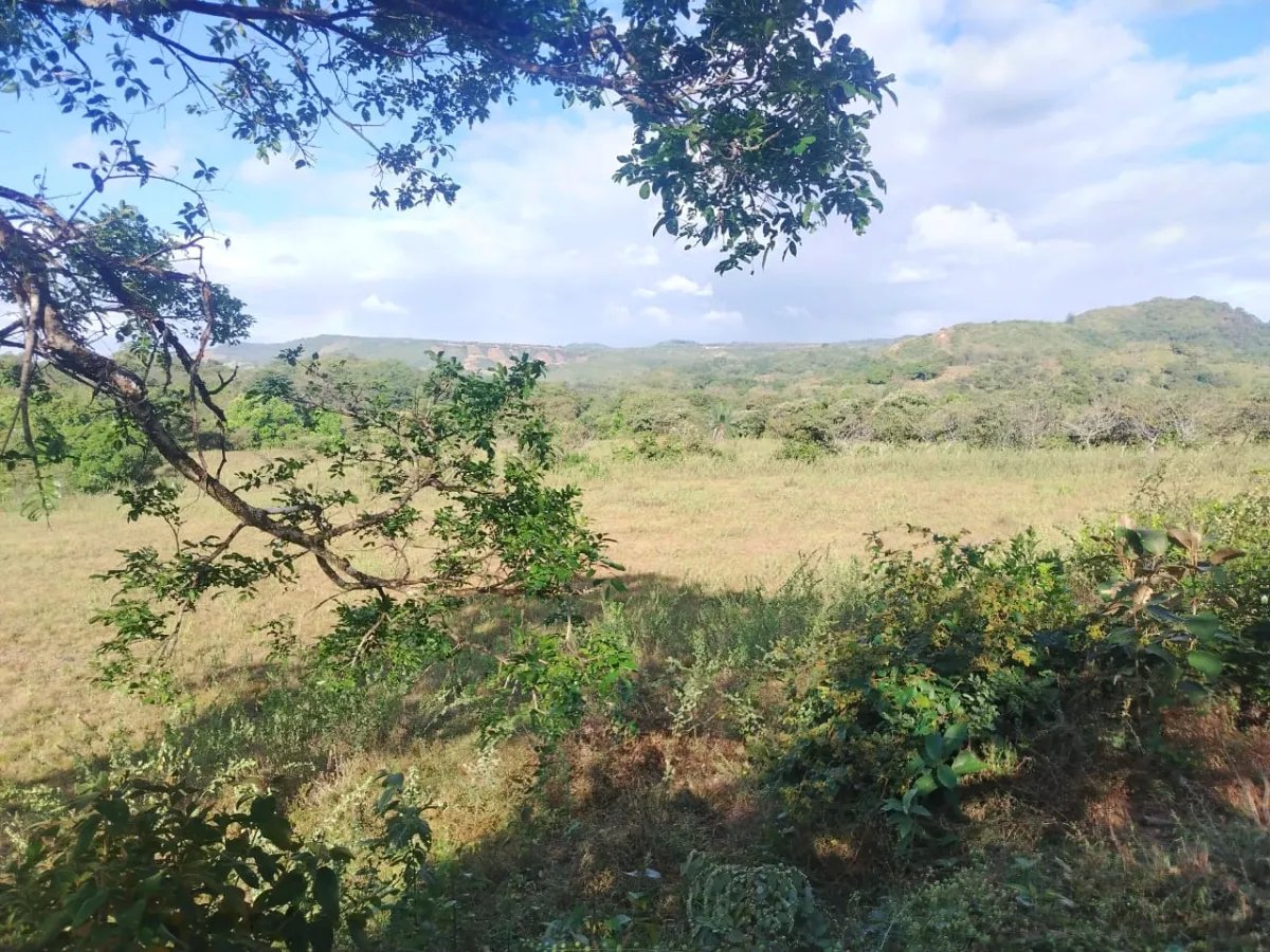 En venta: 48 hectáreas con título en San Francisco, Veraguas.