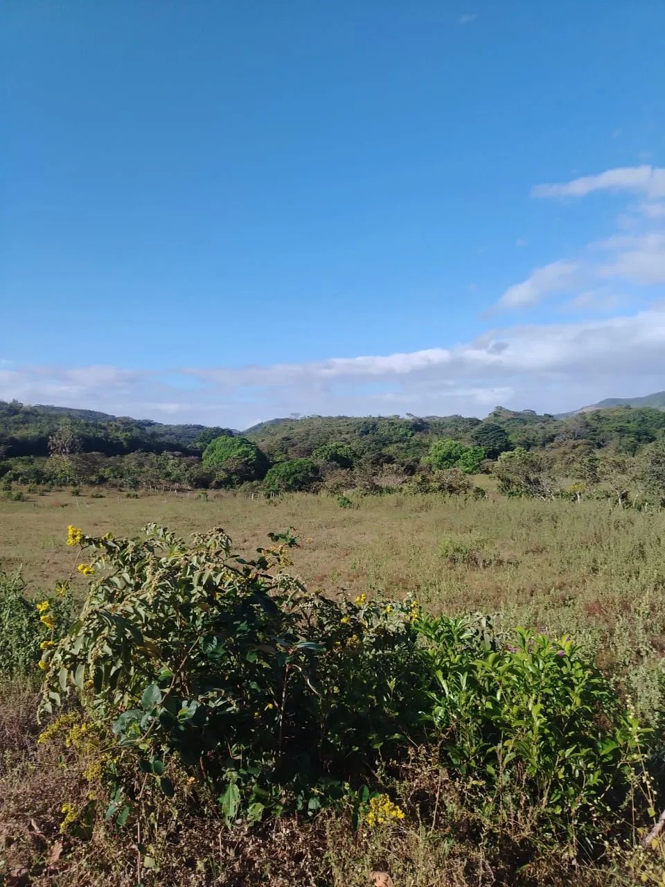 En venta: 48 hectáreas con título en San Francisco, Veraguas.