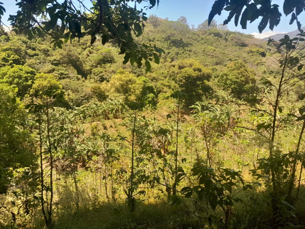 Mixed Use For Sale in Palmira