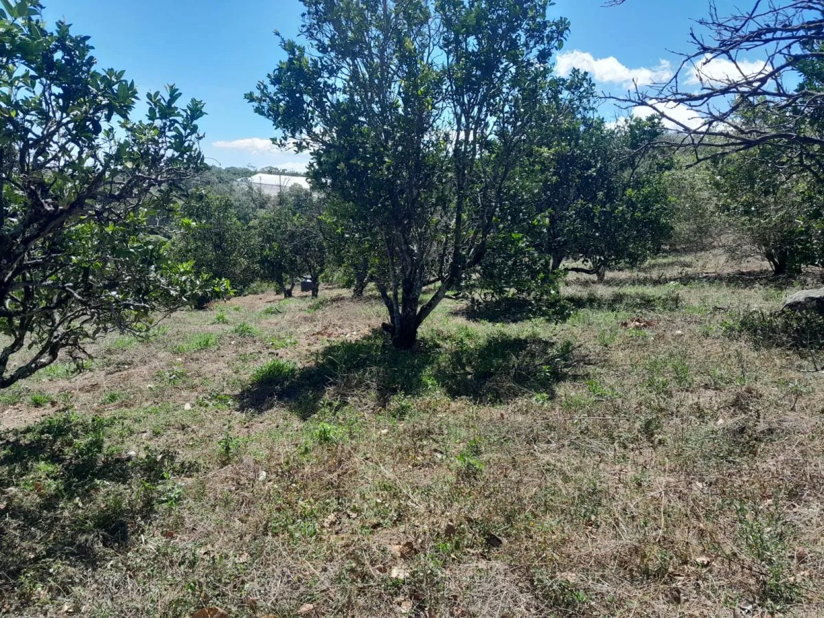 Mixed Use For Sale in Palmira