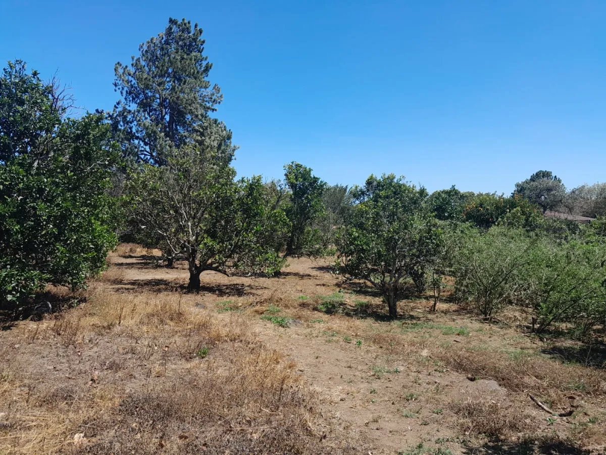 Mixed Use For Sale in Palmira