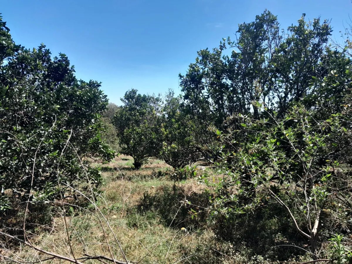 Mixed Use For Sale in Palmira
