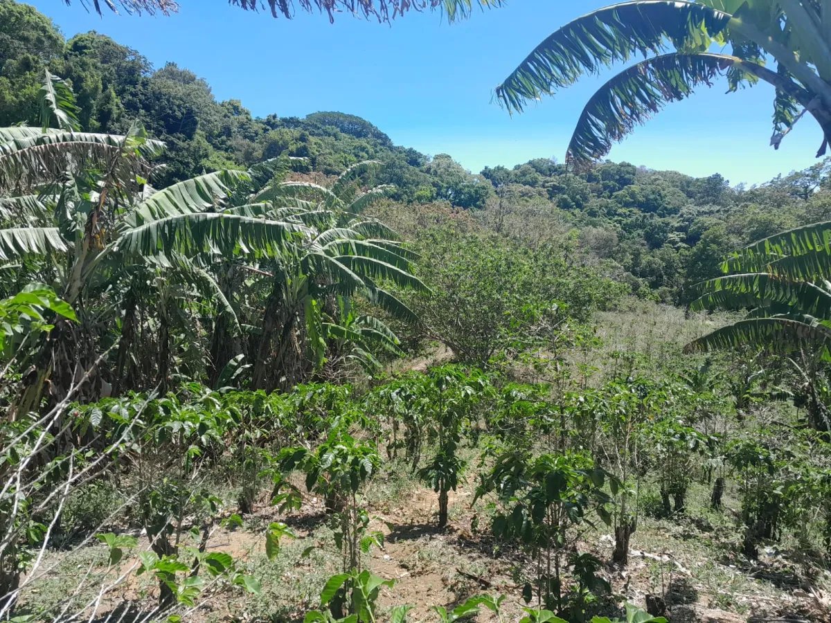 Mixed Use For Sale in Palmira