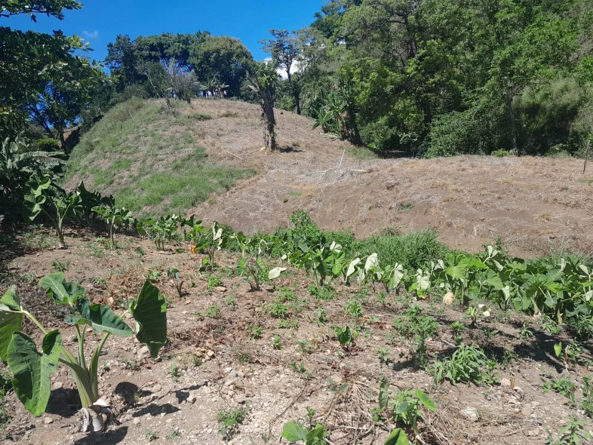 Mixed Use For Sale in Palmira