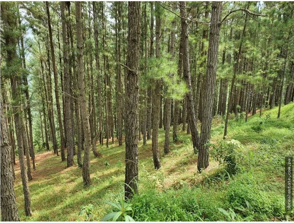 Venta de Terreno en Sora, Chame