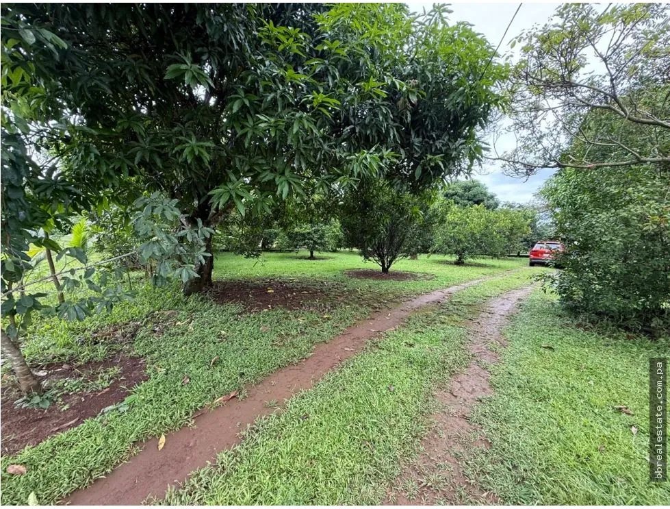 Land/Farm for sale in Dolega