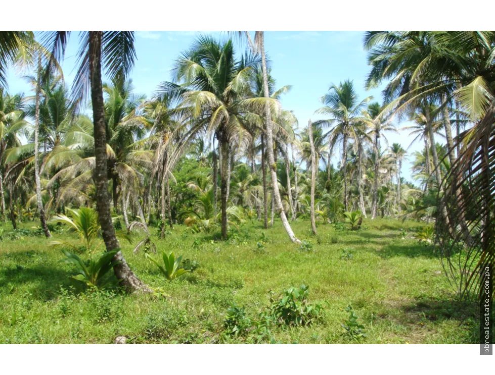 Venta de terreno de playa, Colón Costa Abajo Platanal