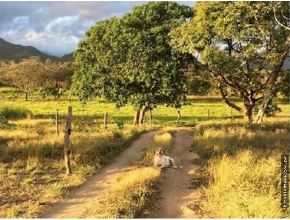 Se vende Finca en Rio Grande, Penonome