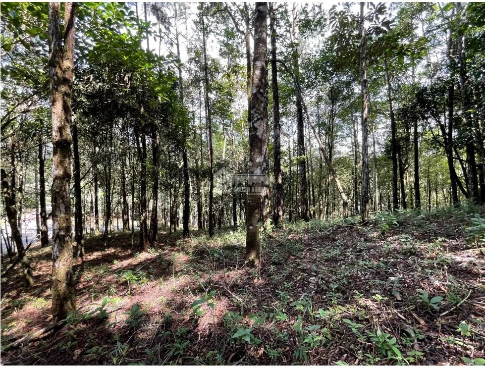 SE VENDE TERRENO EN CERRO AZUL 1301M CON PAISAJISMO Y CLIMA FRIO