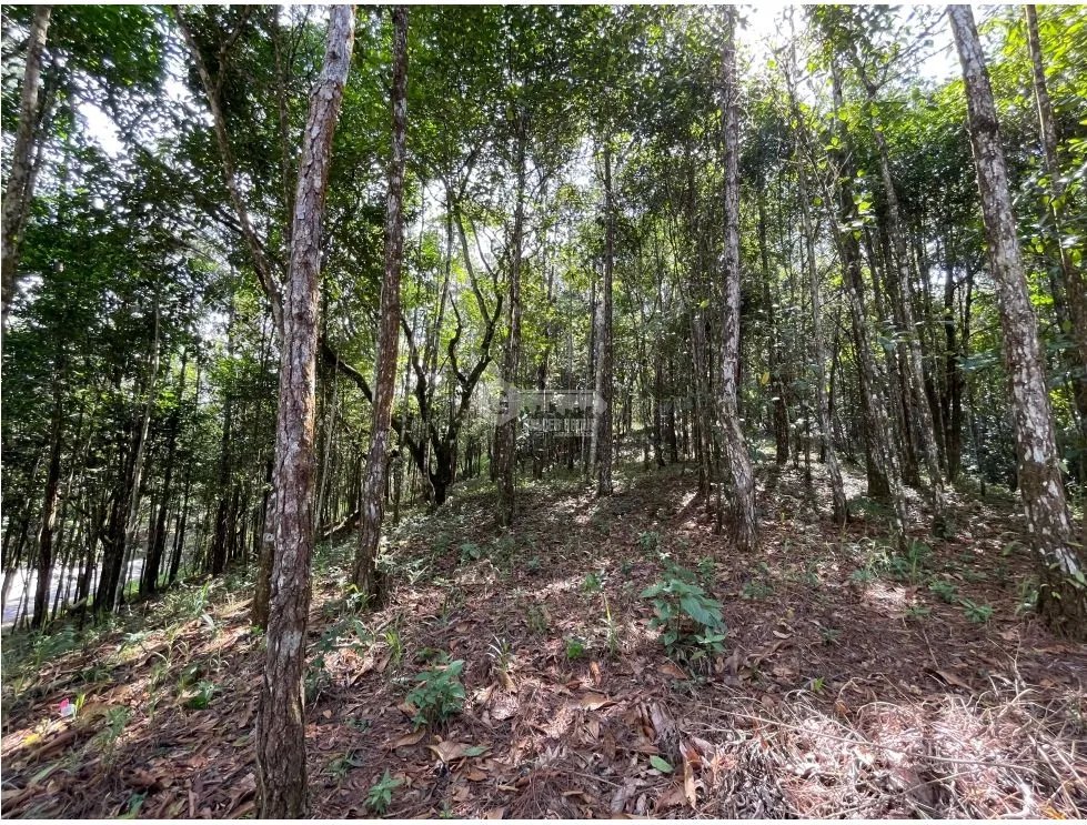 TERRENO / CERRO AZUL / 1301M / CON PAISAJISMO / CLIMA FRIO