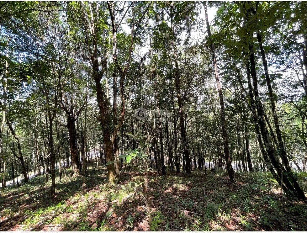 TERRENO / CERRO AZUL / 1301M / CON PAISAJISMO / CLIMA FRIO