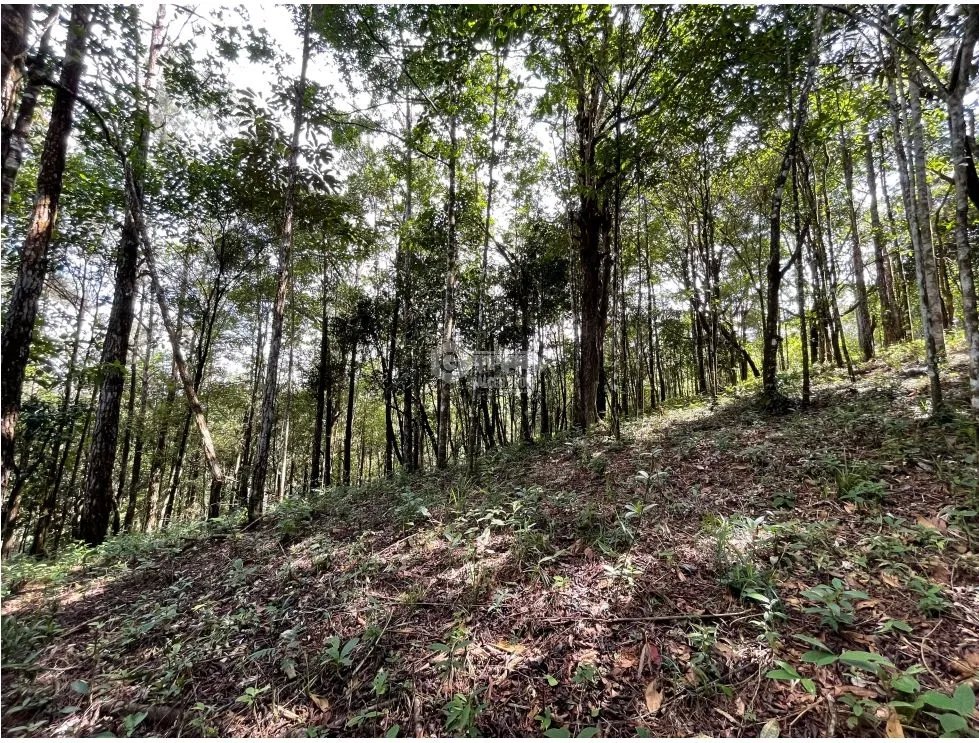 TERRENO / CERRO AZUL / 1301M / CON PAISAJISMO / CLIMA FRIO