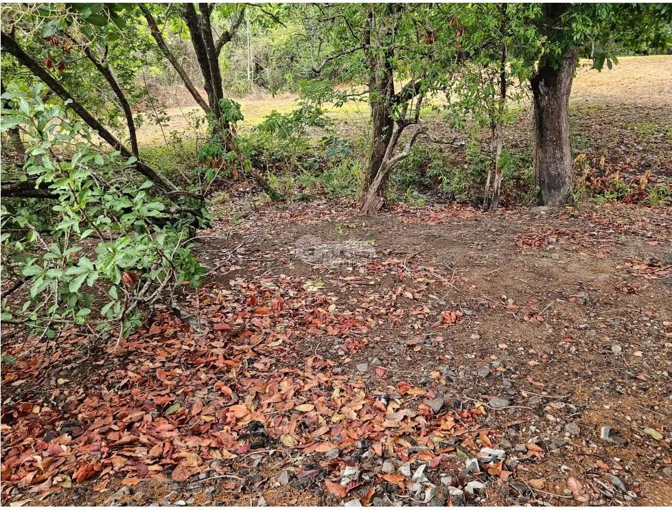 SE VENDE TERRENO EN  SAN CARLOS 771 M2 CON ARBOLES FRUTALES