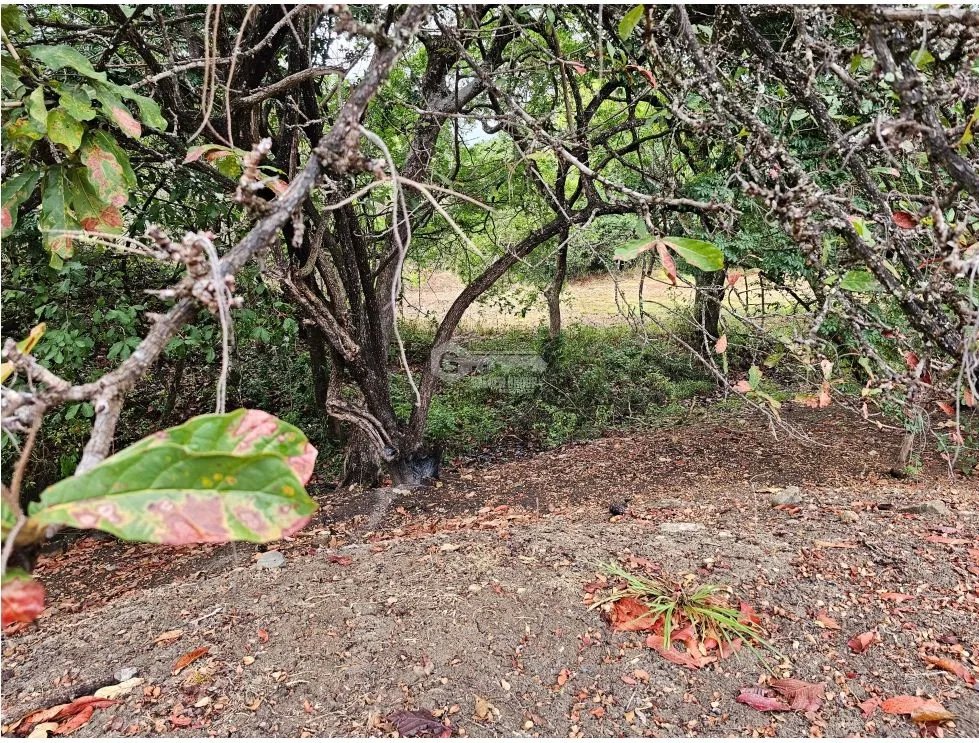 SE VENDE TERRENO EN  SAN CARLOS 771 M2 CON ARBOLES FRUTALES