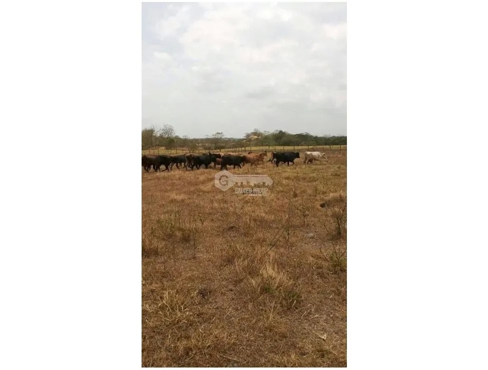 FINCA / CHEPO / TANARA / 25 HECTÁREAS / HERMOSAS VISTAS AL RÍO