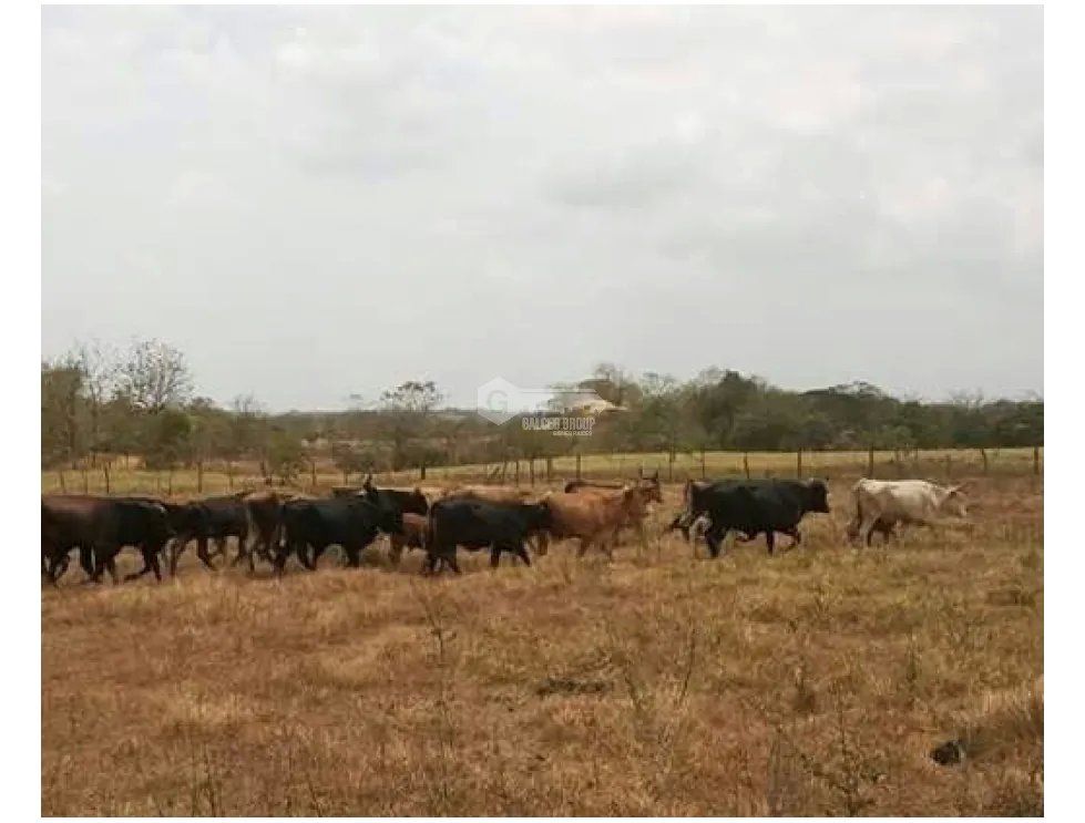 SE VENDE TERRENO EN CHEPO TANARA  25 HECTÁREAS VISTAS AL RIO
