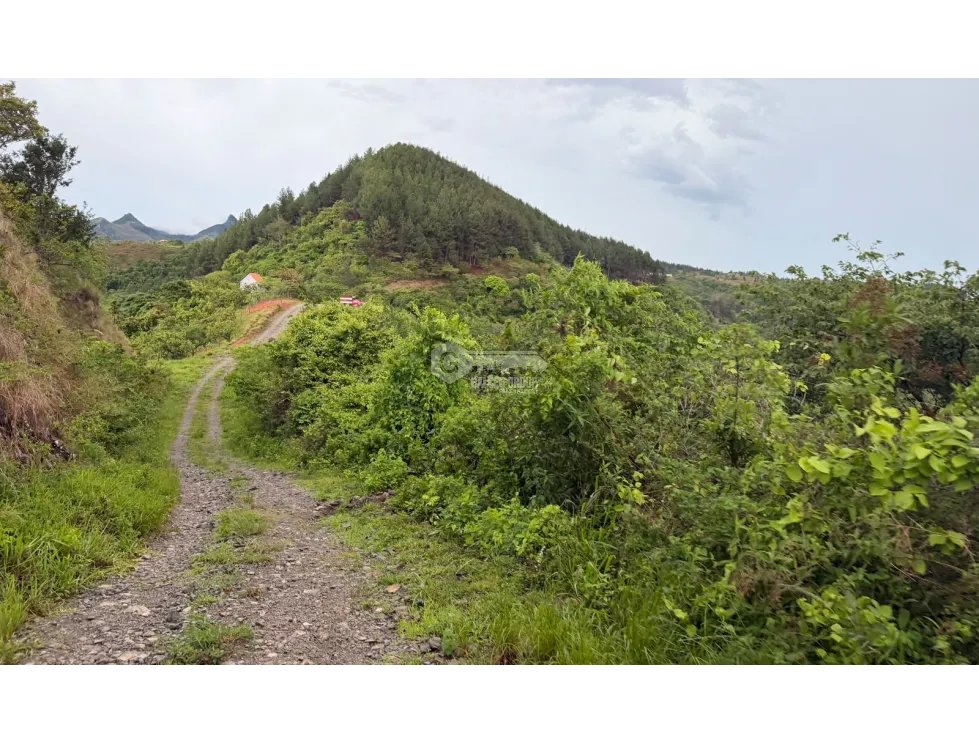 Land/Farm for sale in Sora