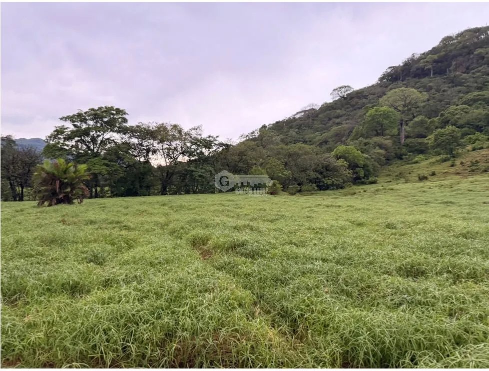 SE VENDE FINCA EN LOS CAJONES DE CHAME 7 HECTÁREAS VIA ASFALTADA