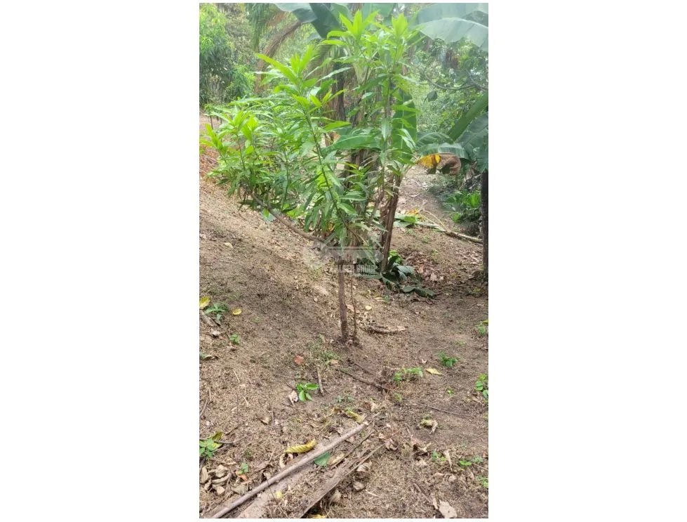 SE VENDE TERRENO EN CAPIRA 2000 M2 CAMPANA