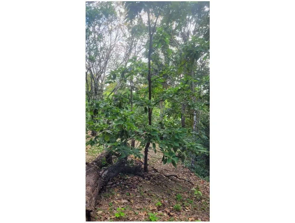 SE VENDE TERRENO EN CAPIRA 2000 M2 CAMPANA