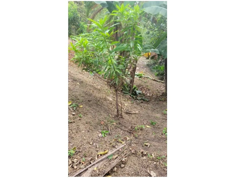 SE VENDE TERRENO EN CAPIRA 2000 M2 CAMPANA